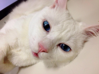 Illustration for article titled The Cat with the "Ugliest Sleeping Face in Japan"